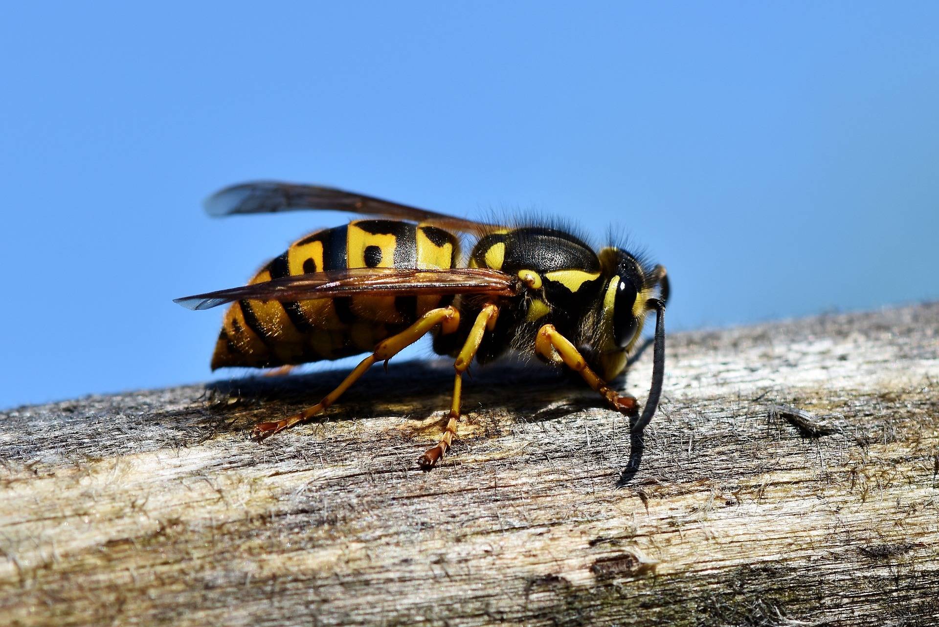 Insektenstich und Allergie - Informationen für Sportler